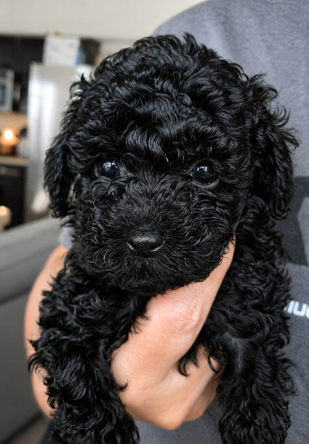 Baxter, cachorro Poodle Toy disponible