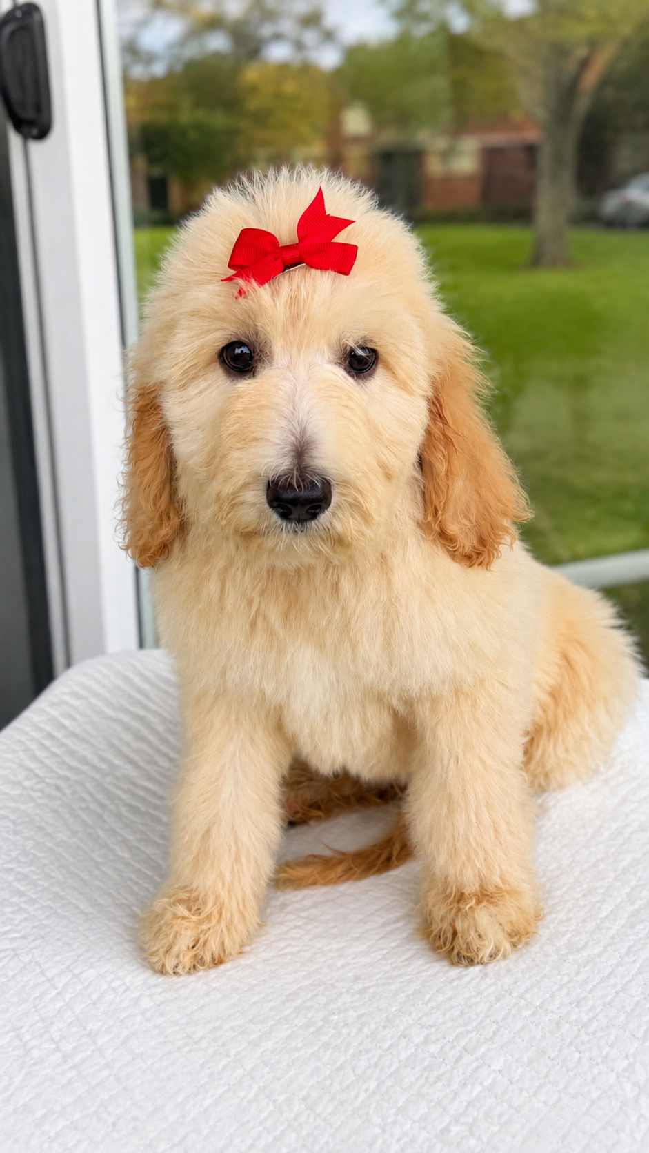 Kira, cachorra Goldendoodle disponible