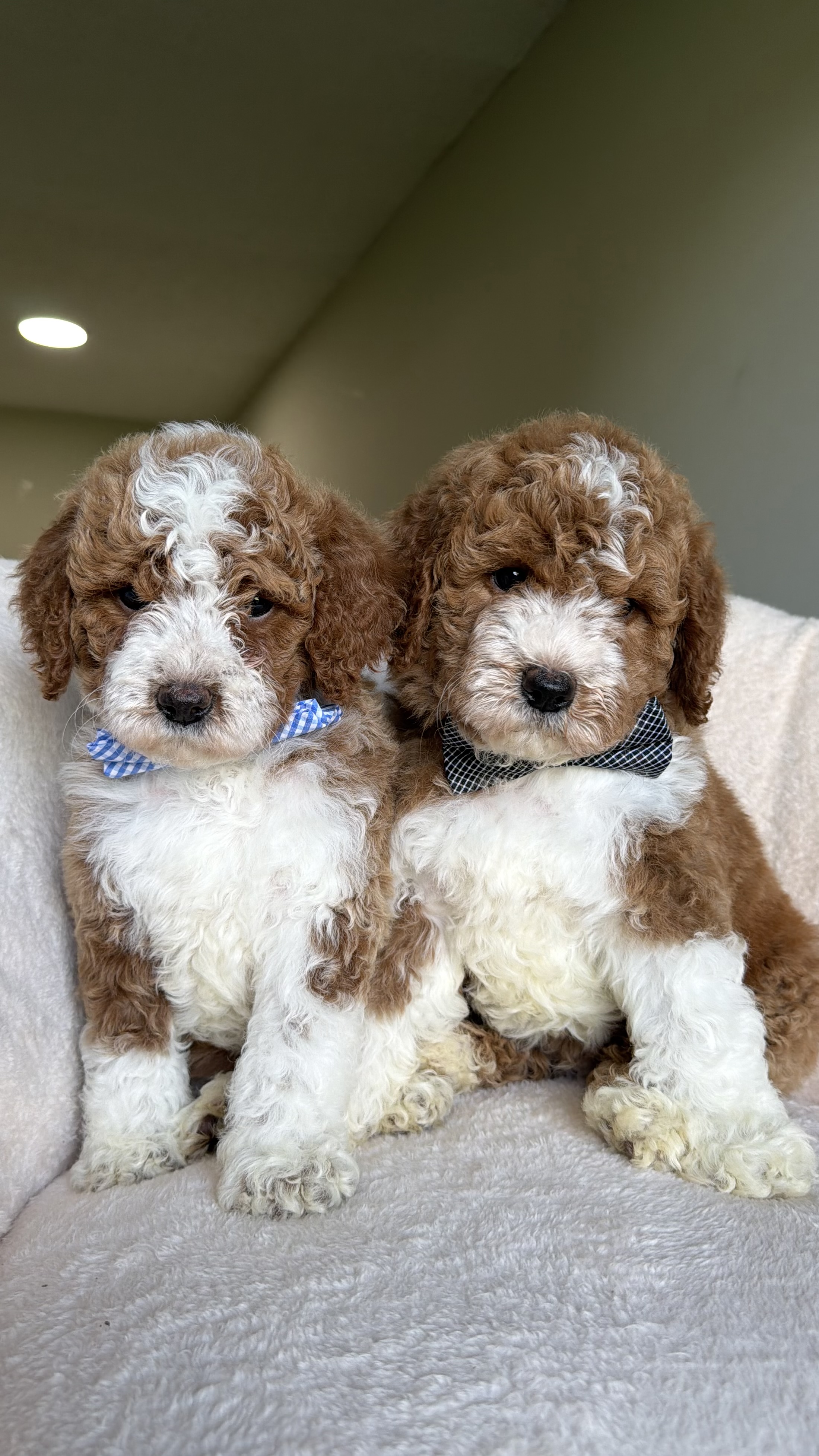 Dos cachorros machos Goldendoodle disponibles