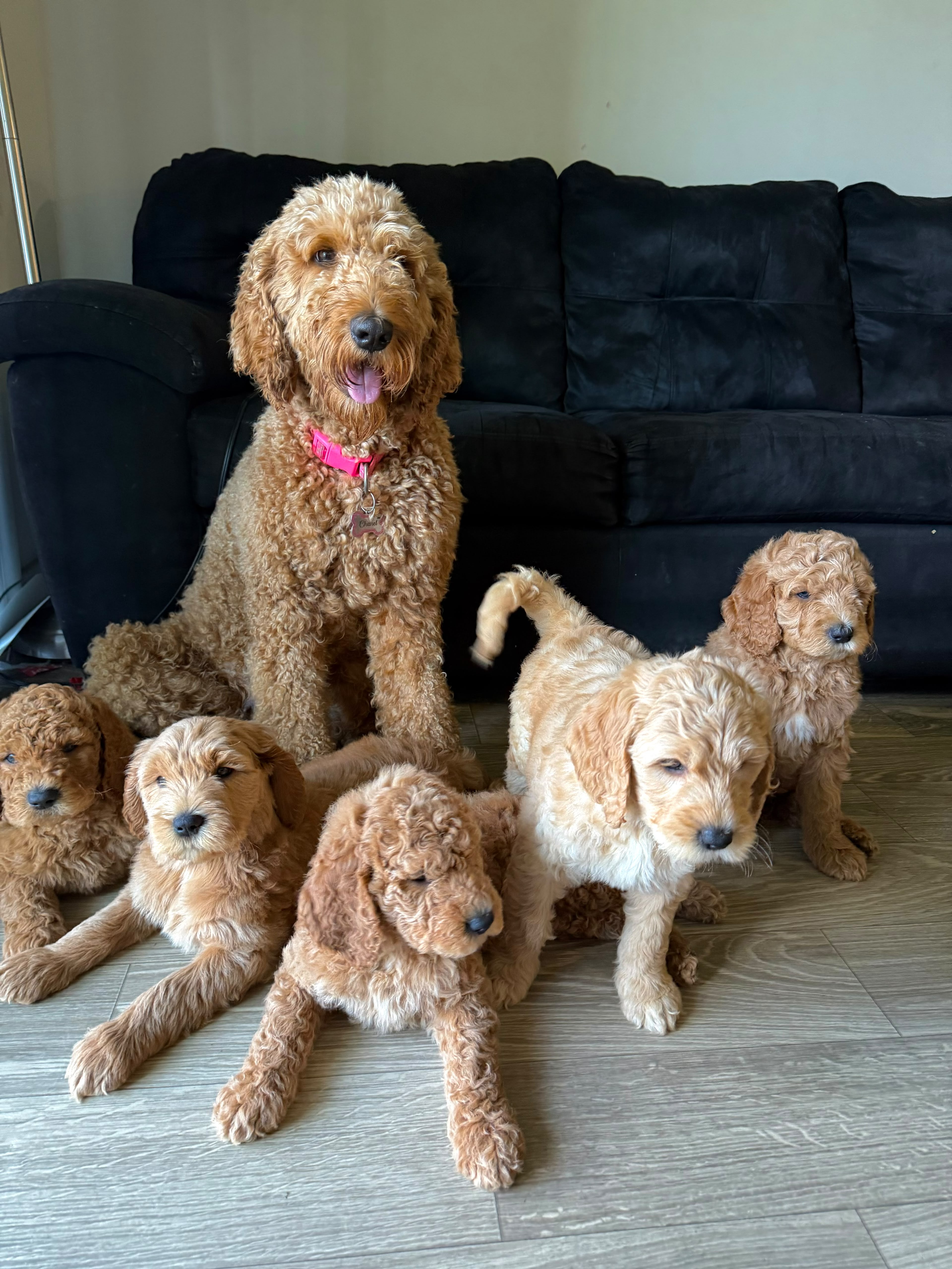 Mamá con sus cachorros